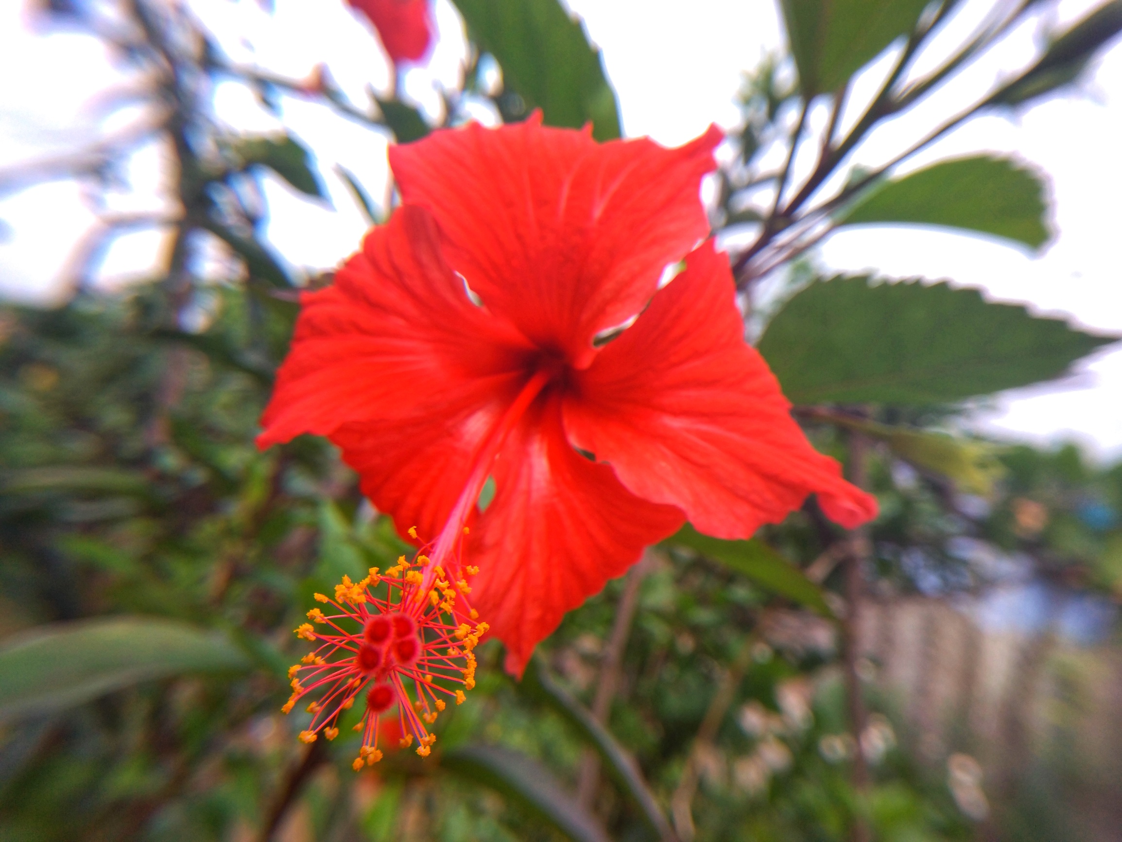 Hibiscus Flower
